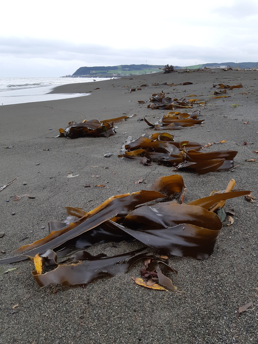 f:id:cladoalgae:20201001220740j:plain