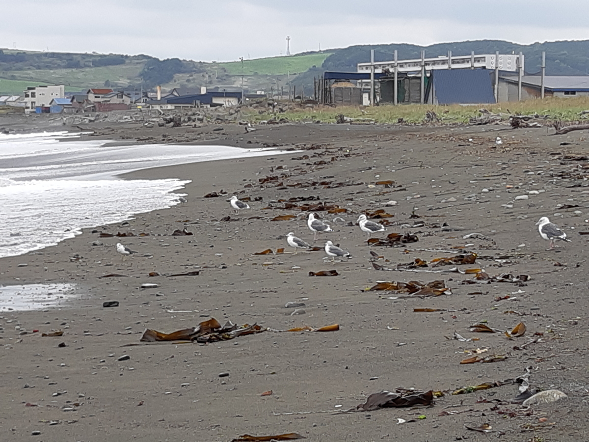 f:id:cladoalgae:20201001220905j:plain