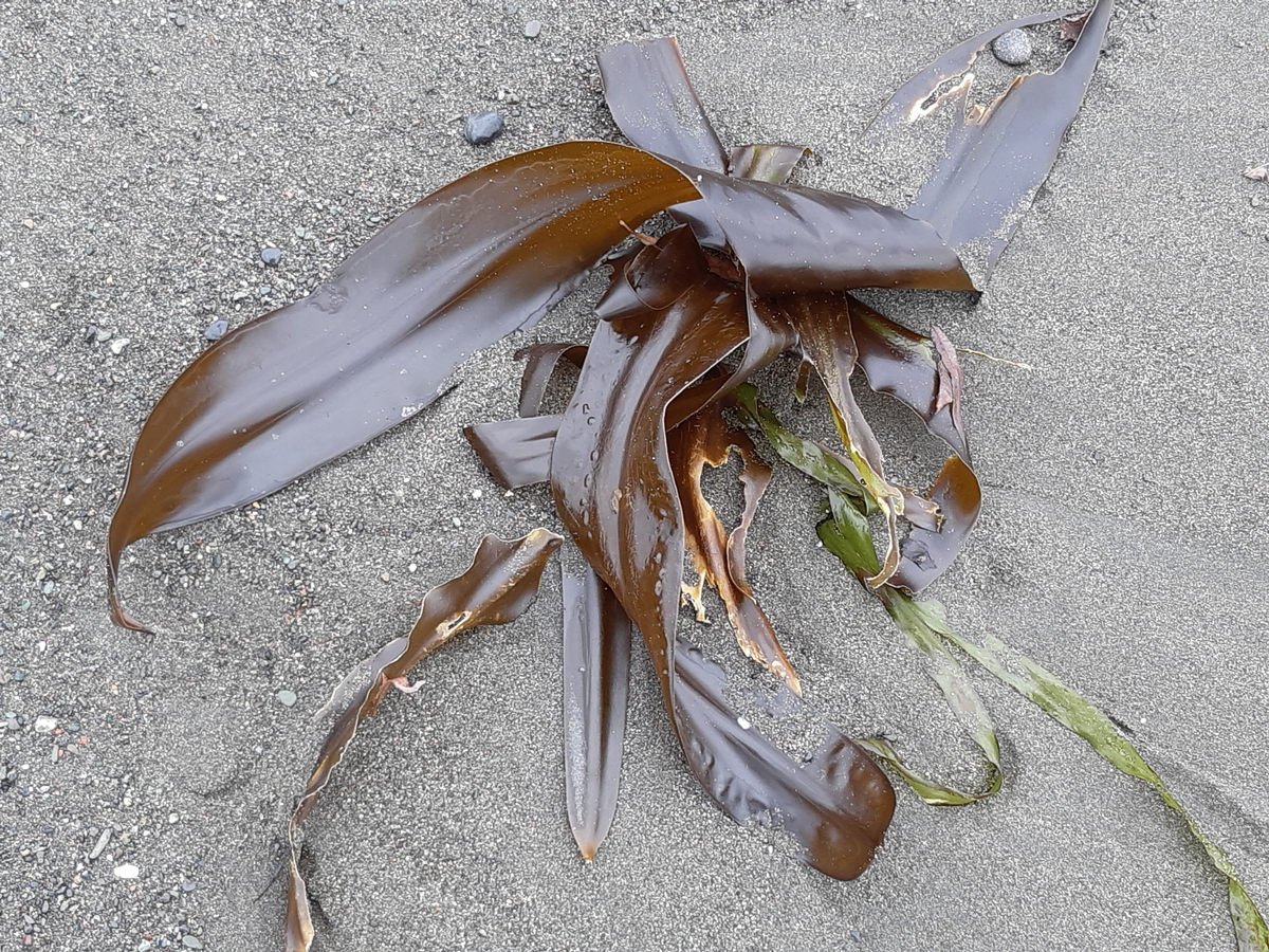 f:id:cladoalgae:20201001221054j:plain