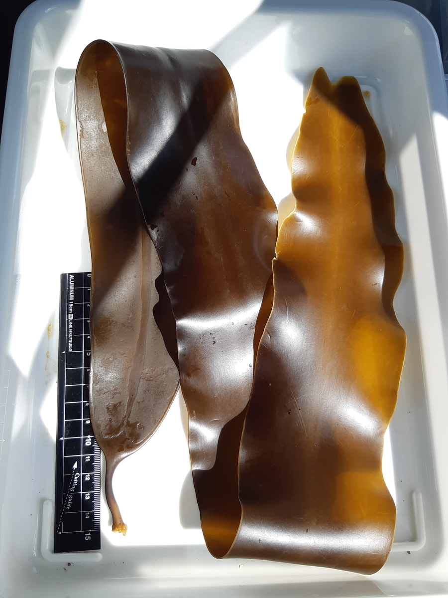 f:id:cladoalgae:20201001224651j:plain