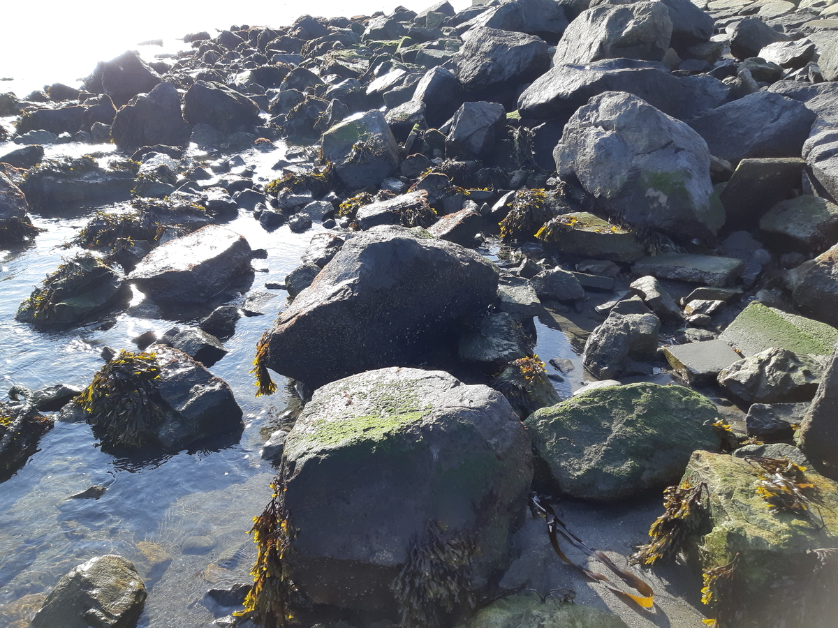 f:id:cladoalgae:20201003051148j:plain