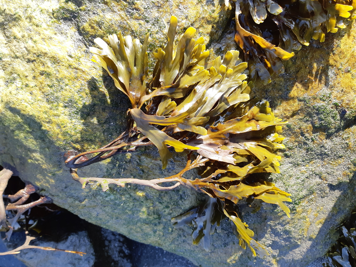 f:id:cladoalgae:20201003051446j:plain