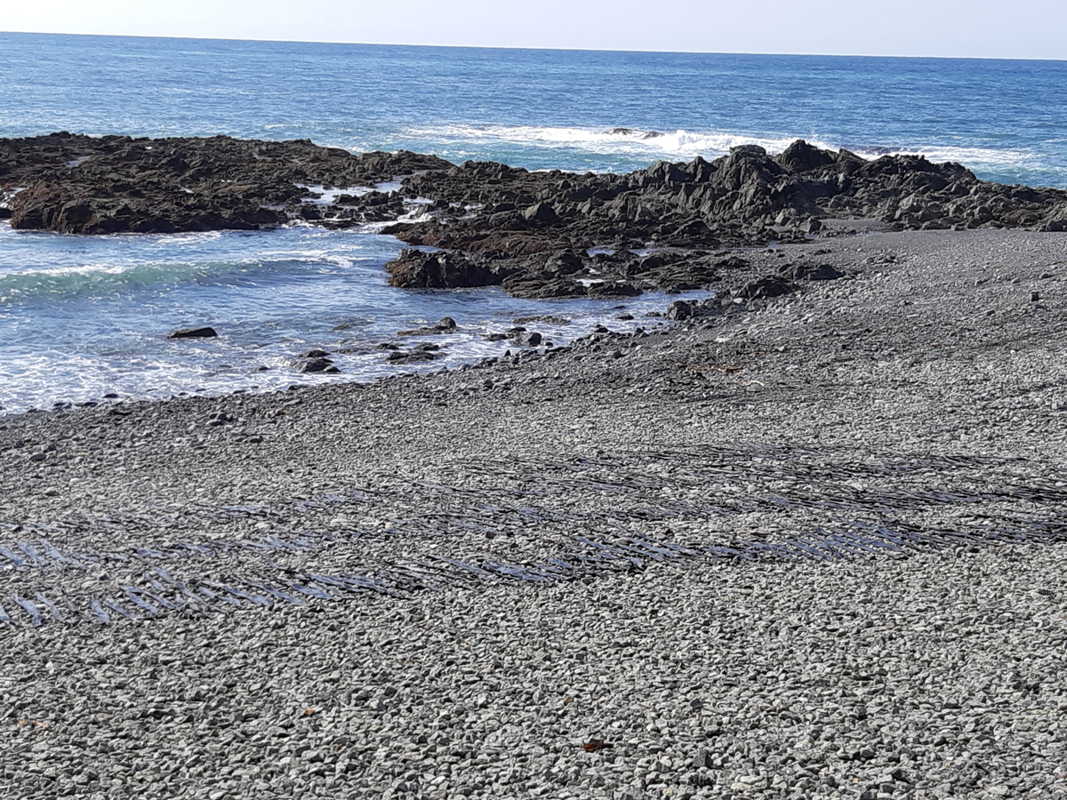 f:id:cladoalgae:20201003051906j:plain