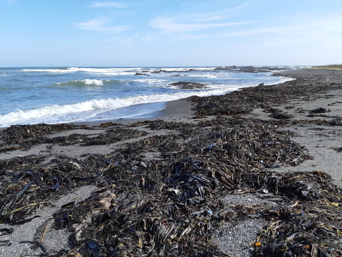 f:id:cladoalgae:20201003053619j:plain