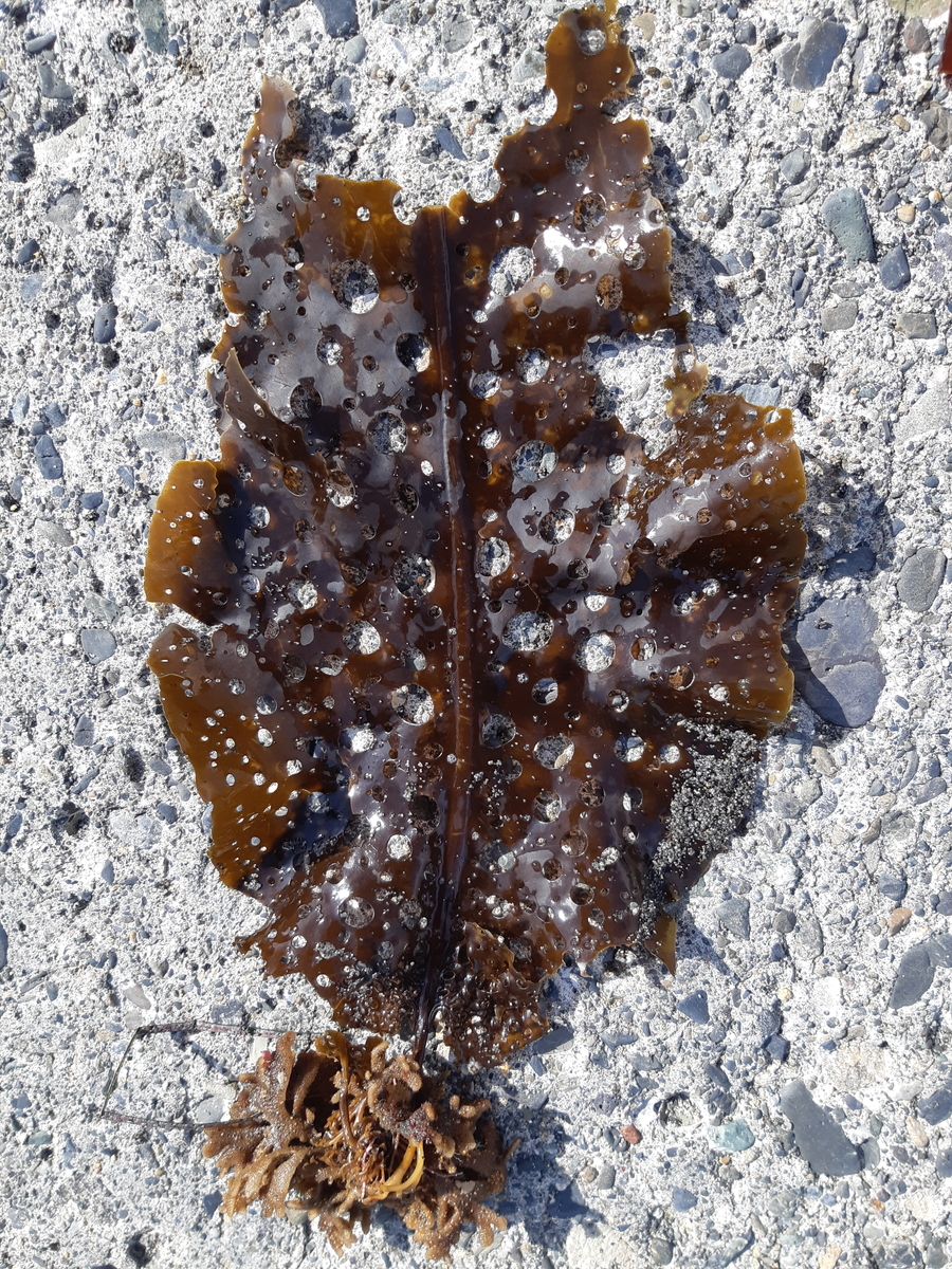 f:id:cladoalgae:20201003053817j:plain