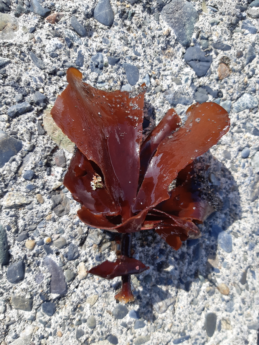 f:id:cladoalgae:20201003054240j:plain