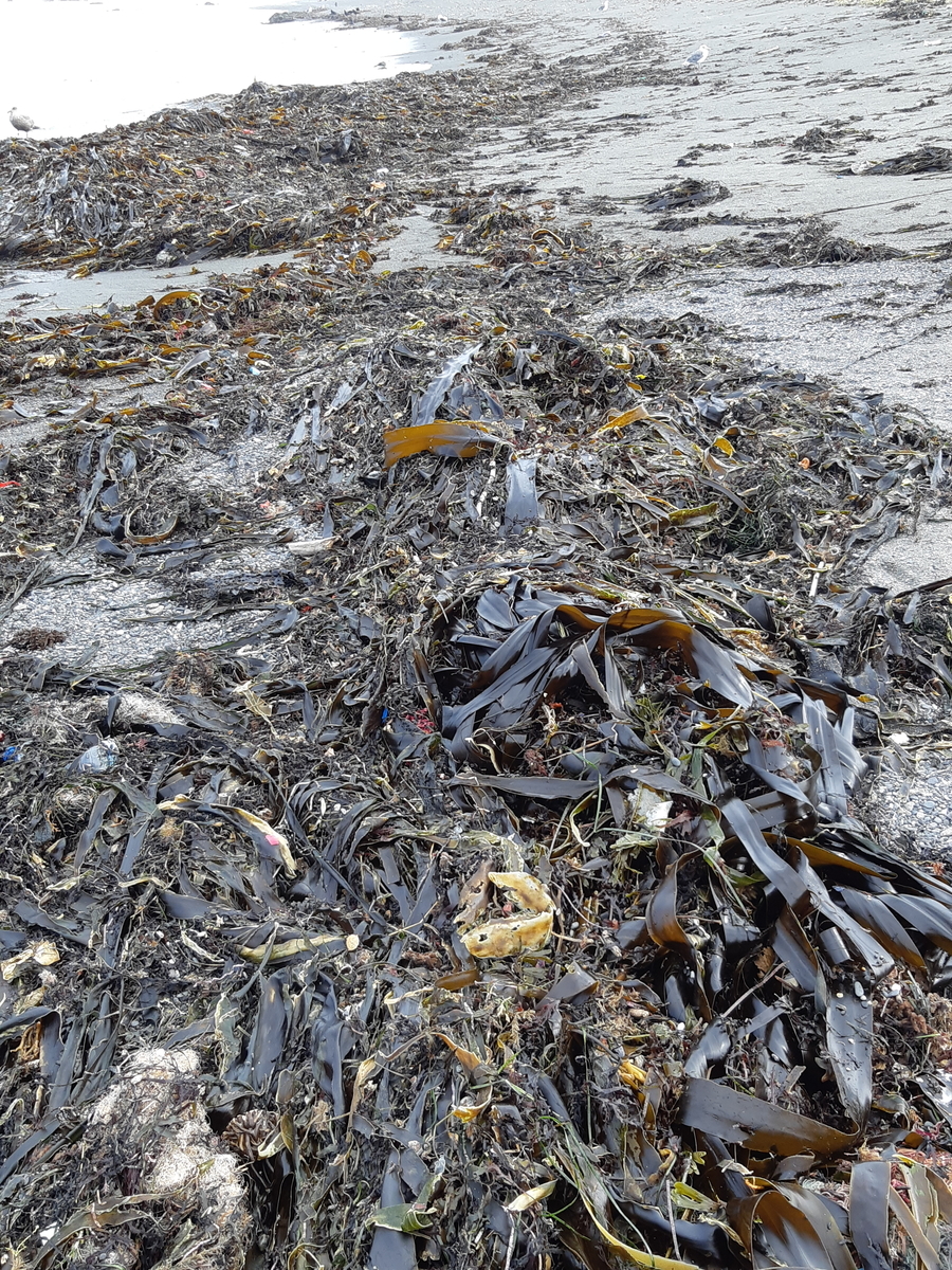 f:id:cladoalgae:20201003054457j:plain