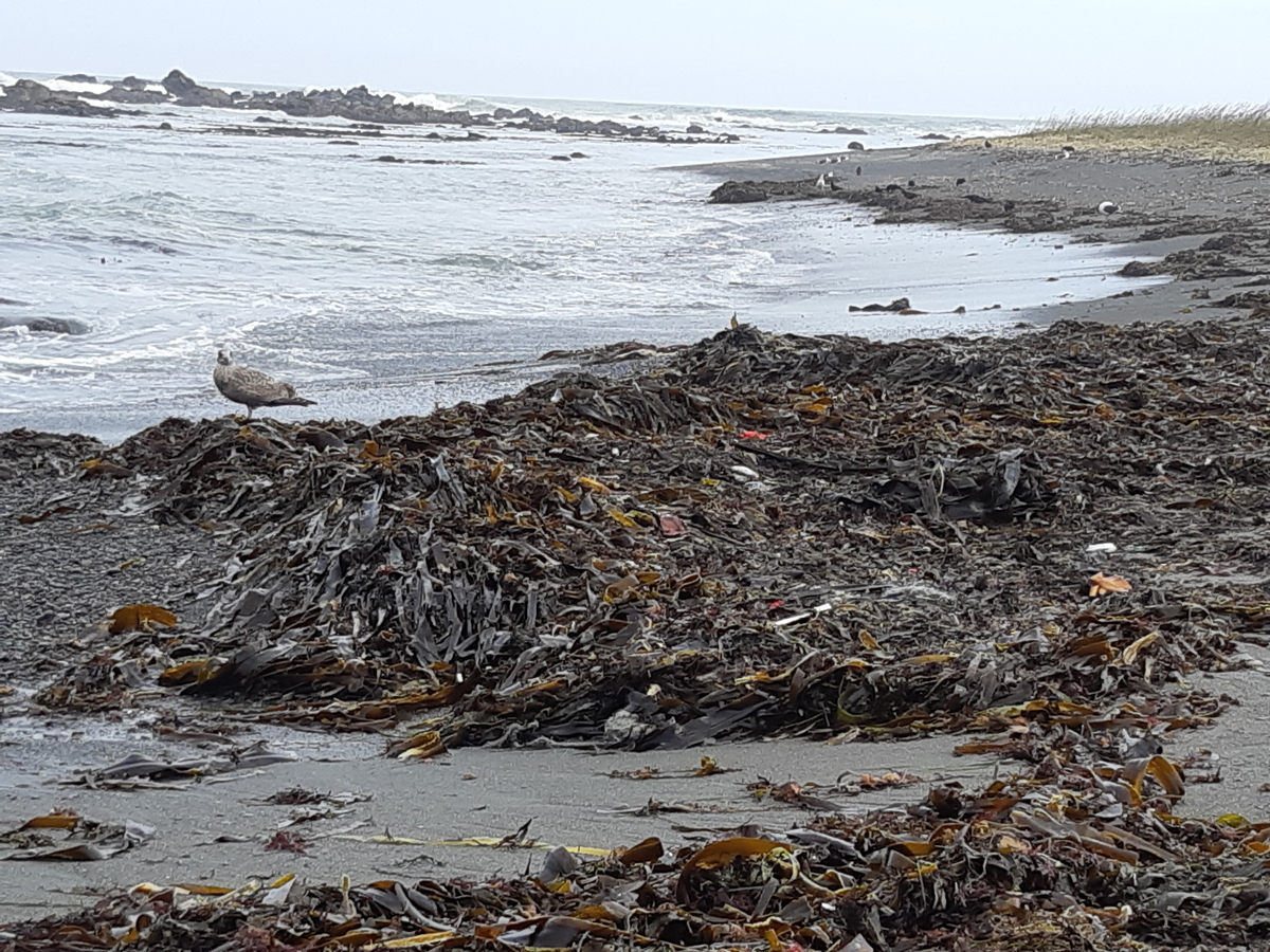 f:id:cladoalgae:20201003054613j:plain