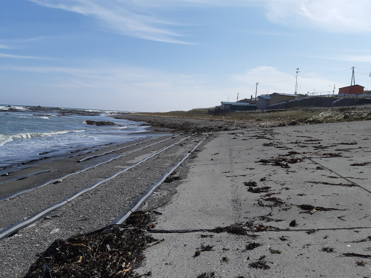 f:id:cladoalgae:20201003054820j:plain