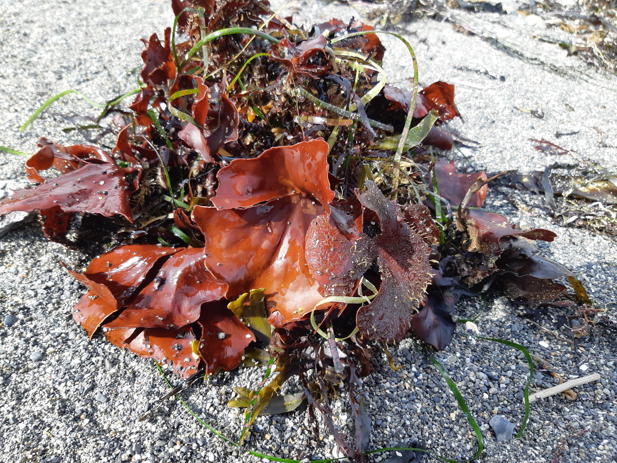 f:id:cladoalgae:20201003054936j:plain