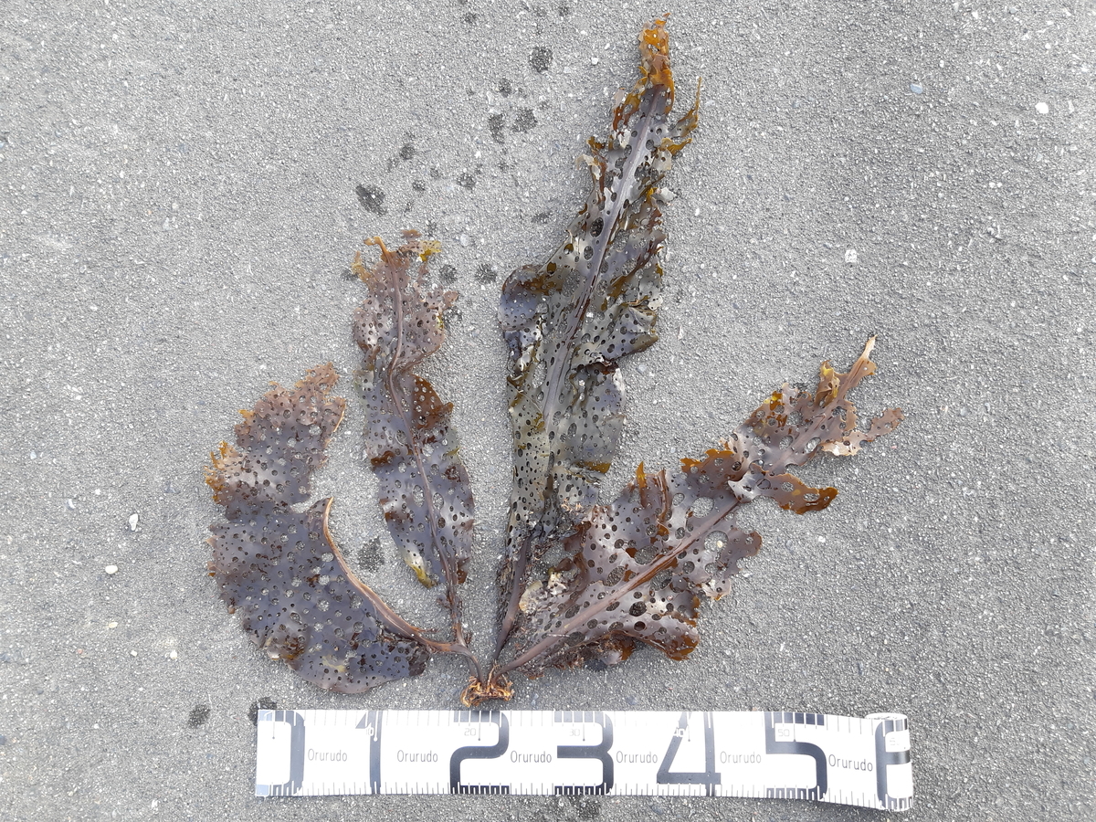 f:id:cladoalgae:20201003055133j:plain