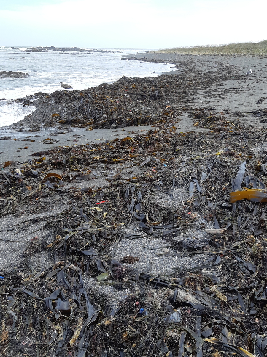 f:id:cladoalgae:20201003055619j:plain