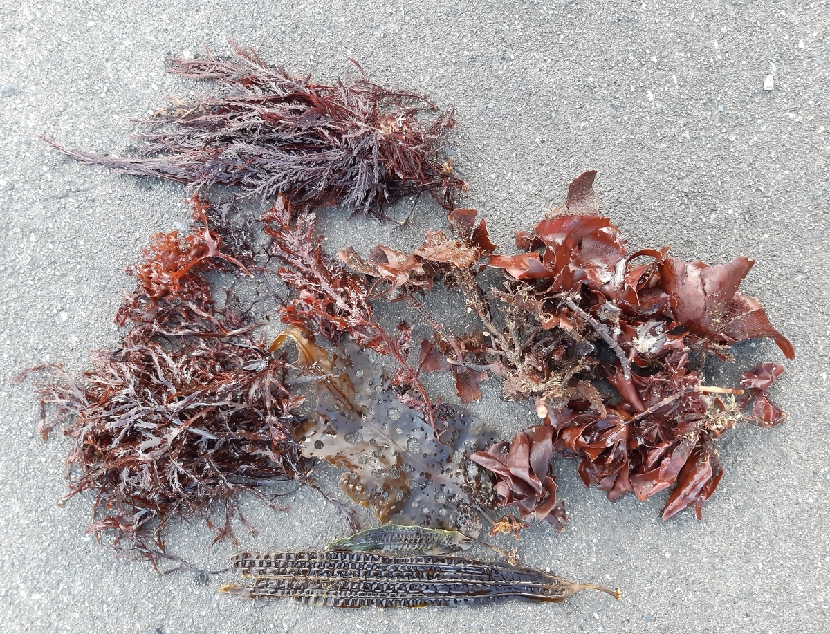 f:id:cladoalgae:20201003060729j:plain