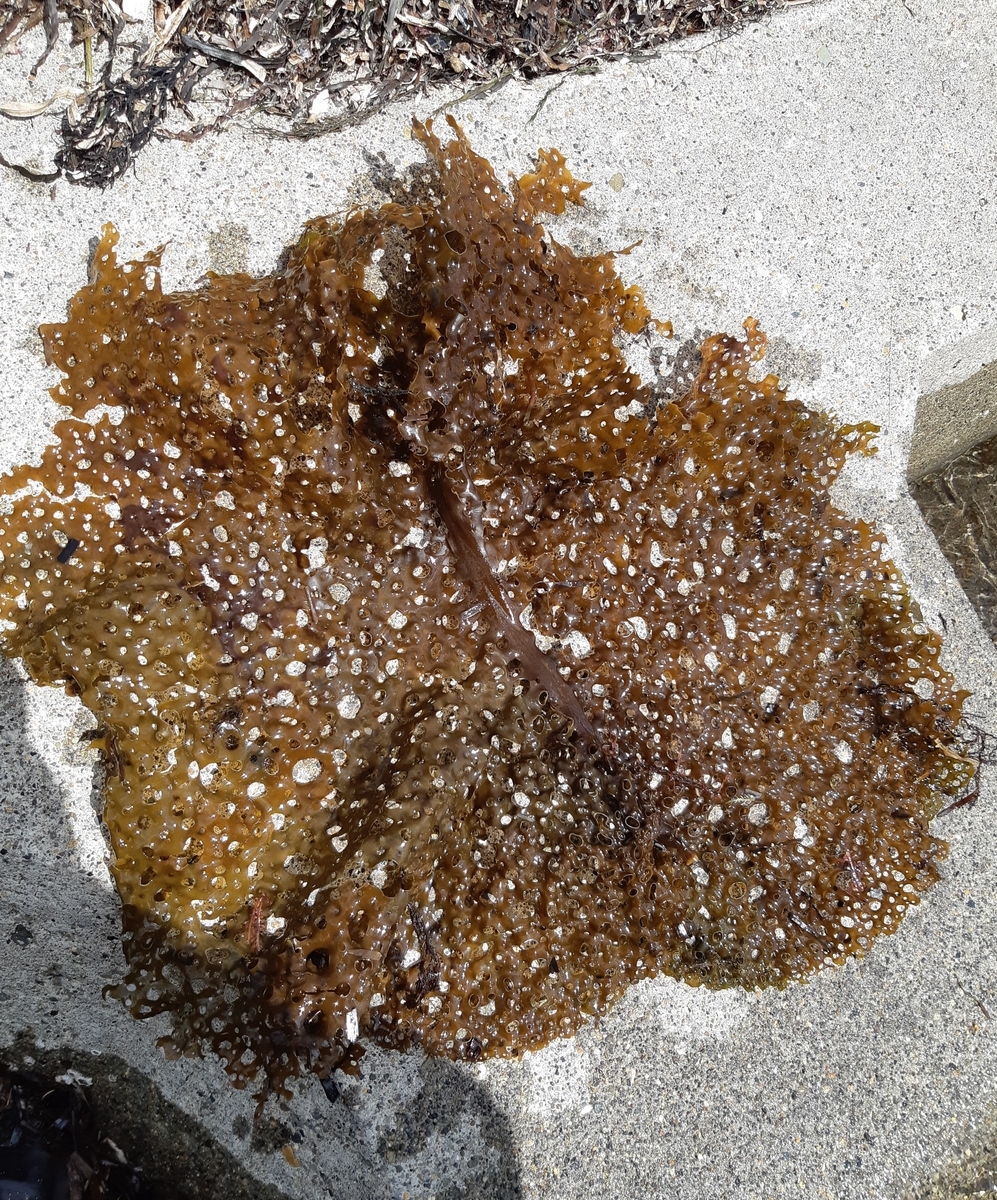 f:id:cladoalgae:20201006195342j:plain