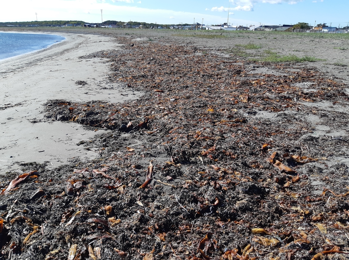 f:id:cladoalgae:20201006203336j:plain