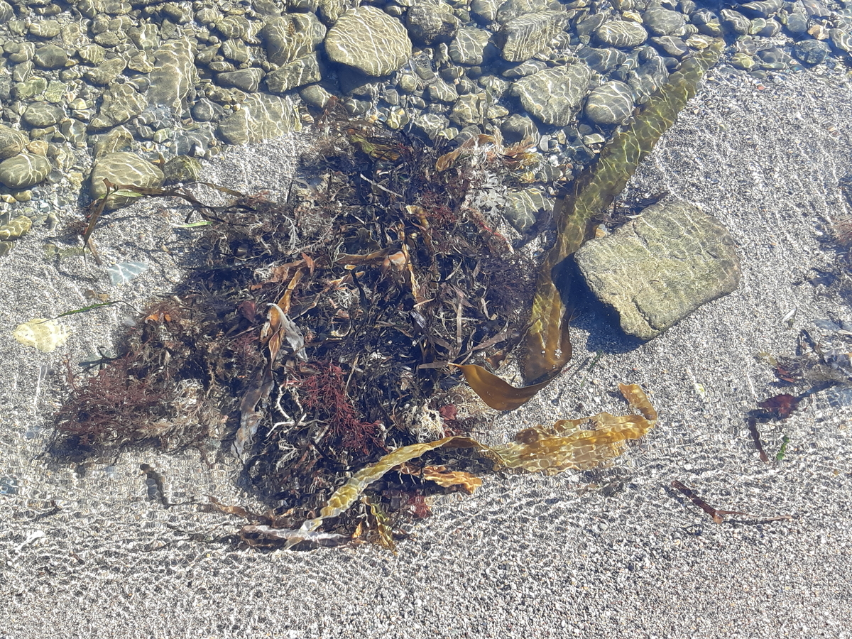 f:id:cladoalgae:20201006204307j:plain