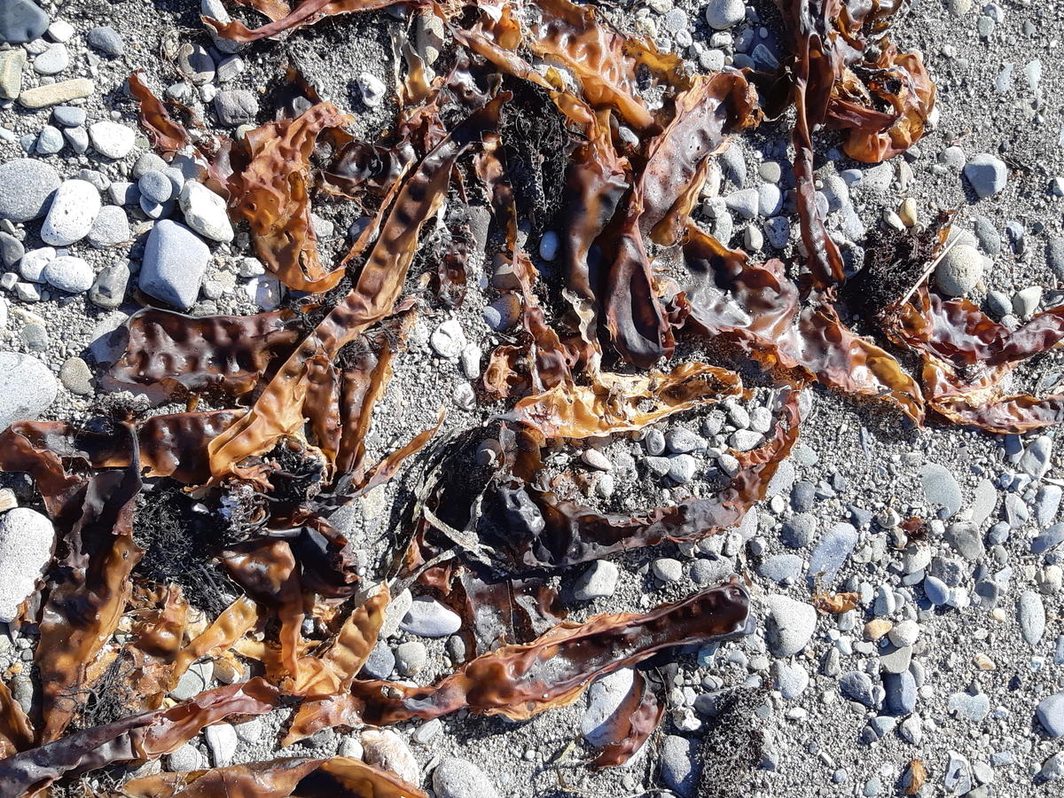 f:id:cladoalgae:20201006211911j:plain