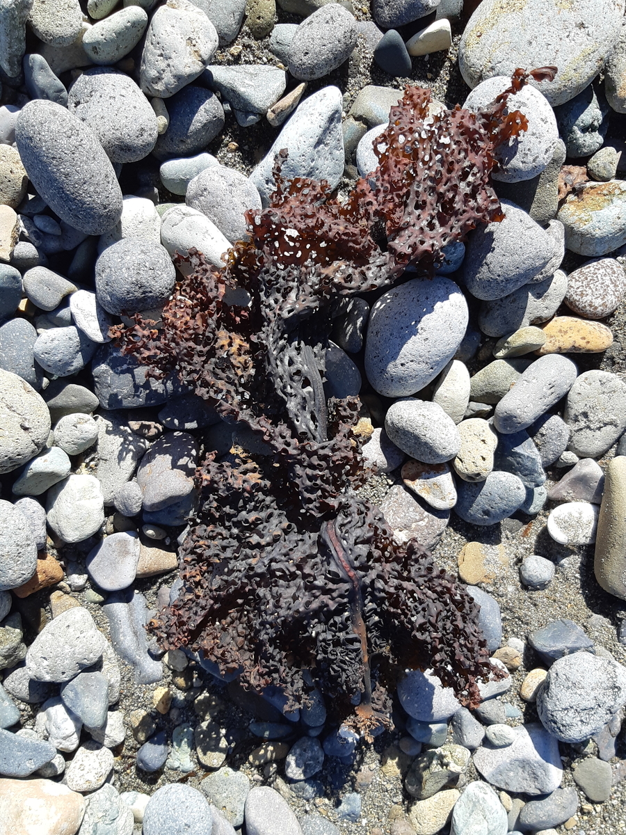 f:id:cladoalgae:20201006212325j:plain