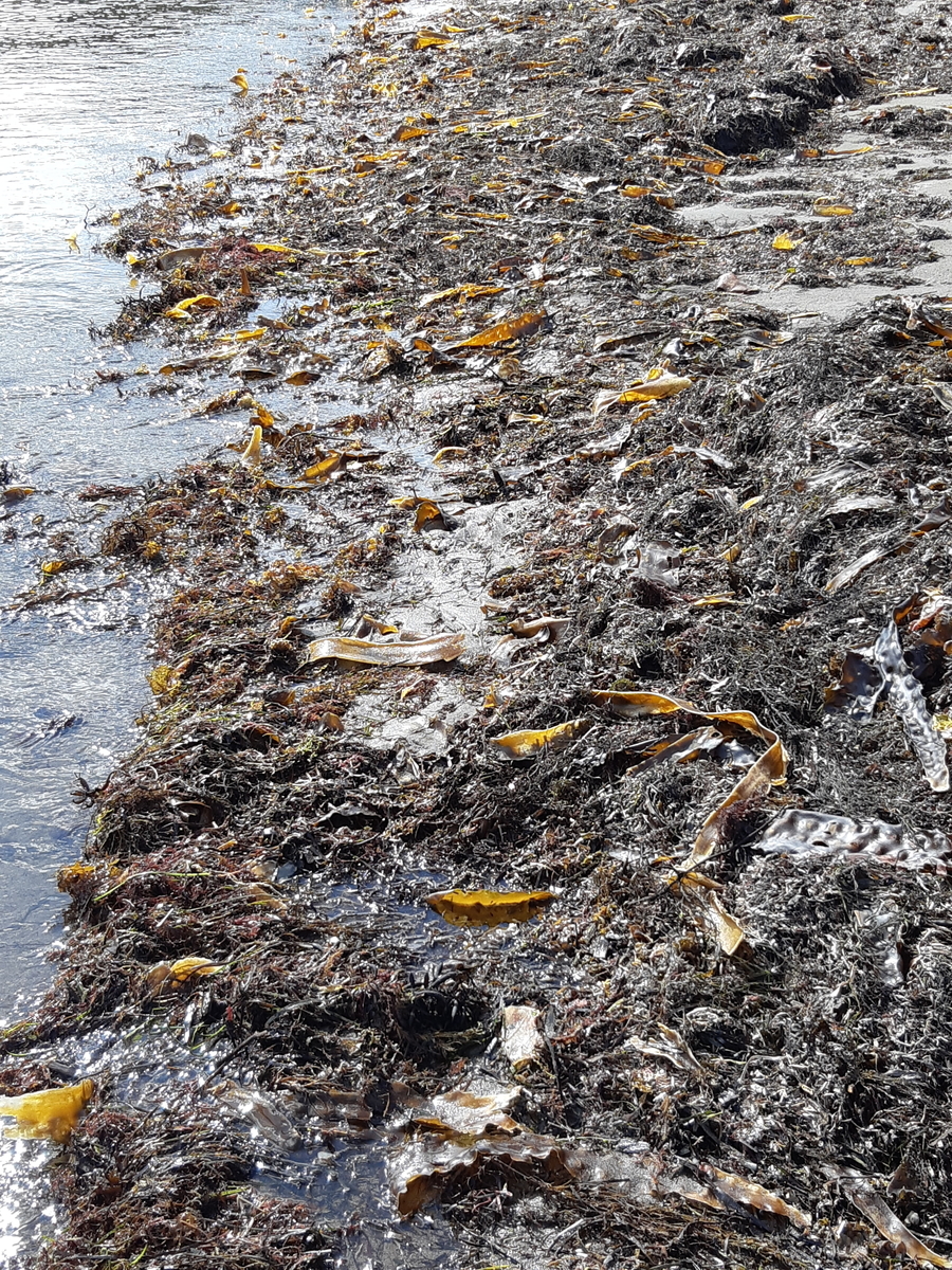 f:id:cladoalgae:20201006213242j:plain