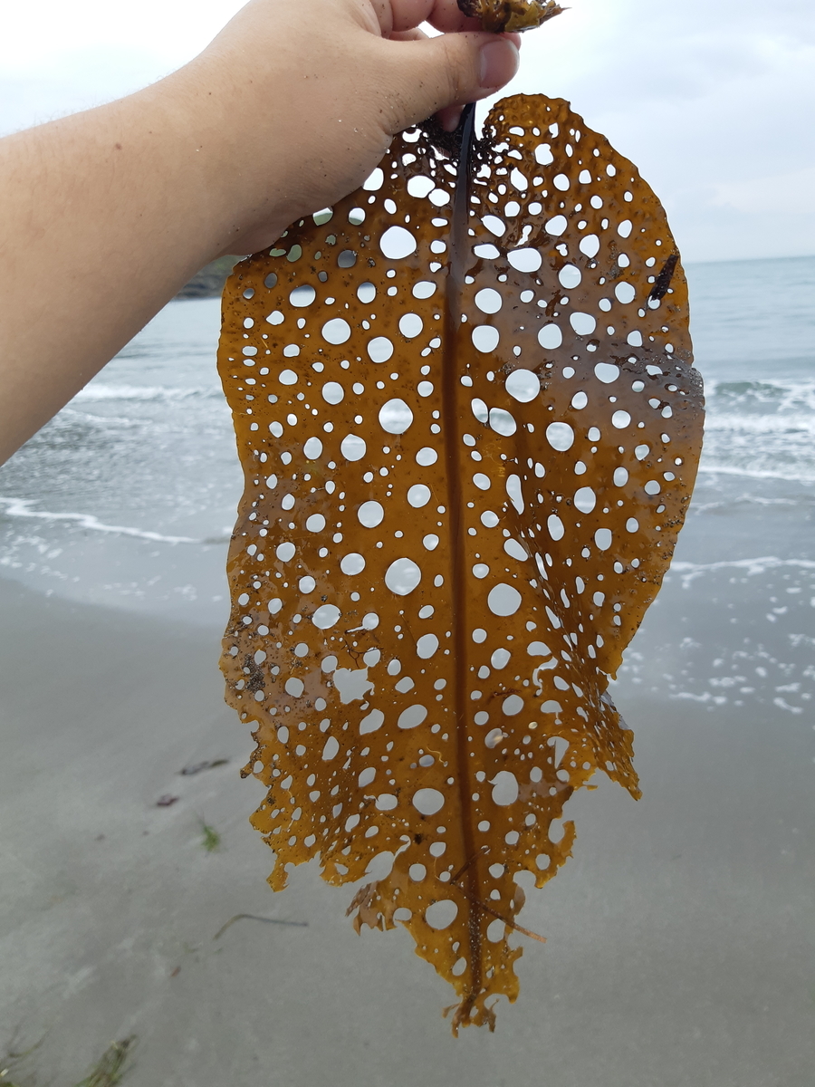 f:id:cladoalgae:20201006214443j:plain