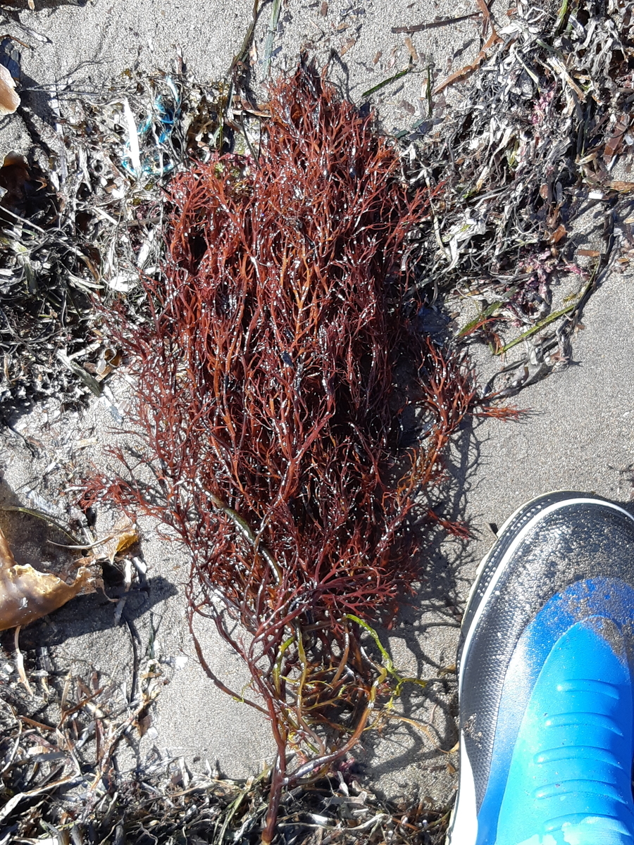 f:id:cladoalgae:20201006215706j:plain