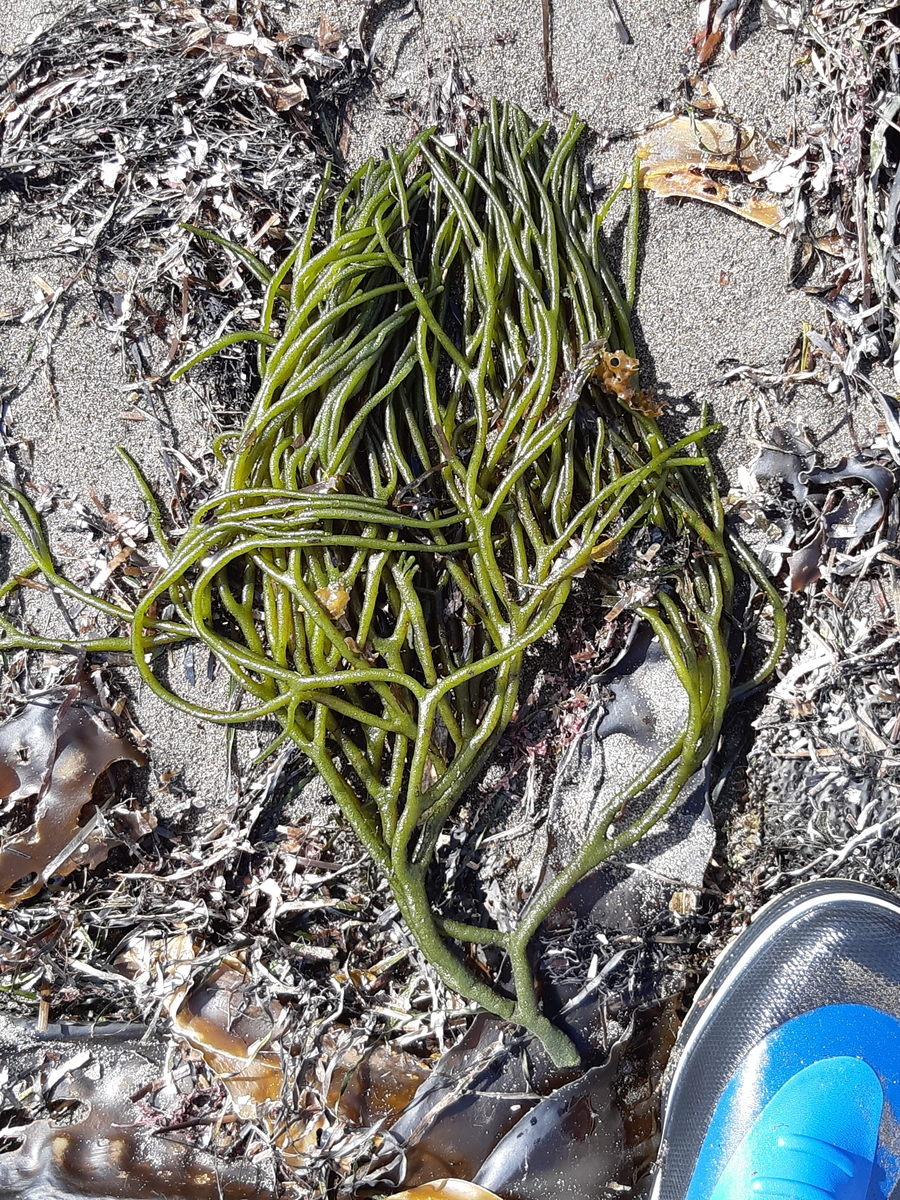 f:id:cladoalgae:20201006220026j:plain