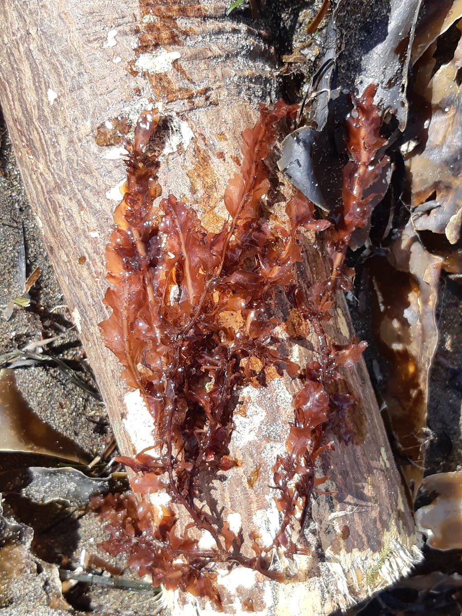 f:id:cladoalgae:20201006220335j:plain