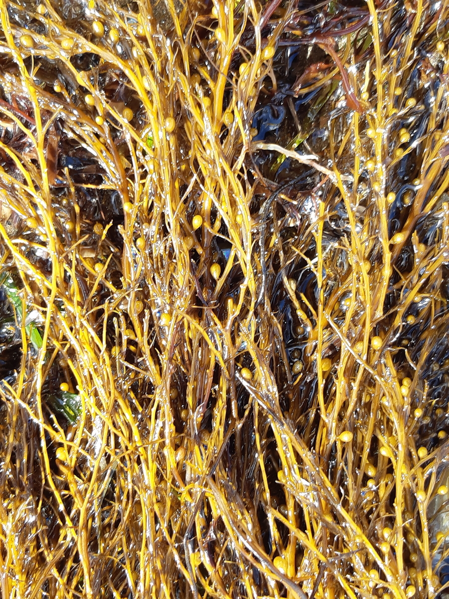 f:id:cladoalgae:20201006220921j:plain