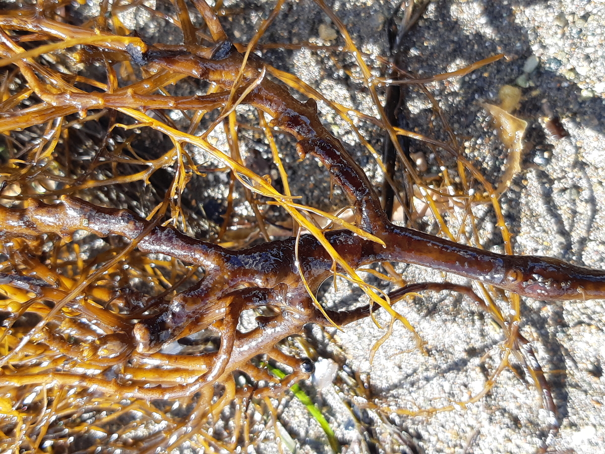 f:id:cladoalgae:20201006221409j:plain