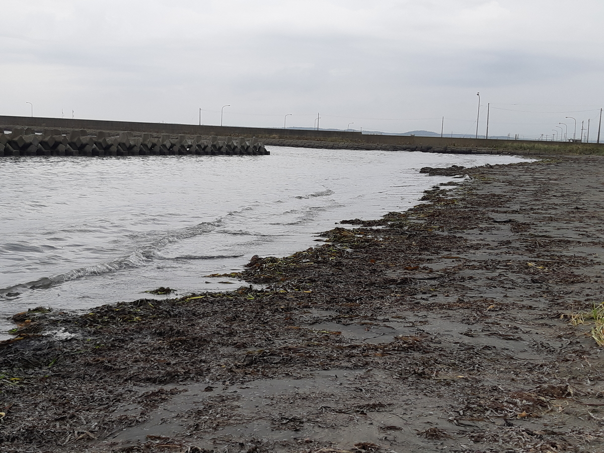 f:id:cladoalgae:20201008082329j:plain