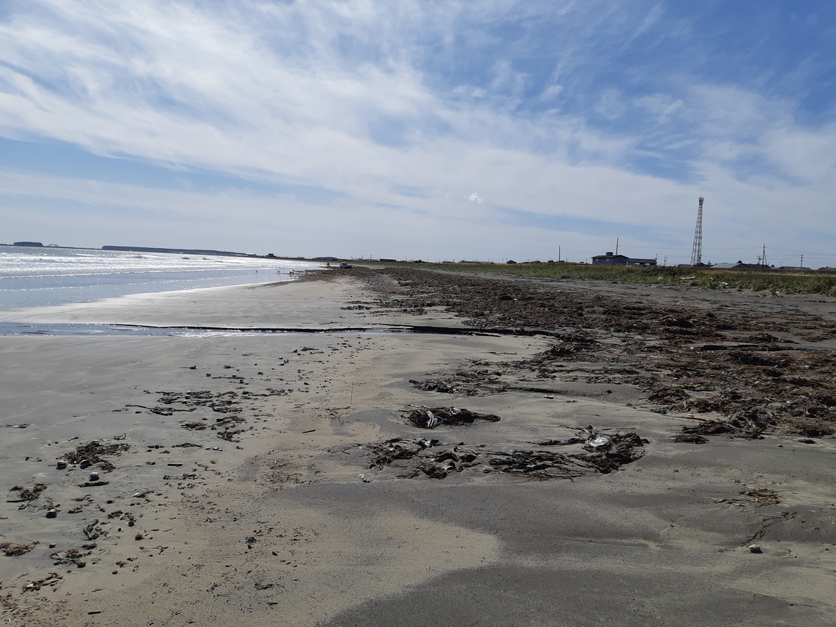 f:id:cladoalgae:20201008082909j:plain