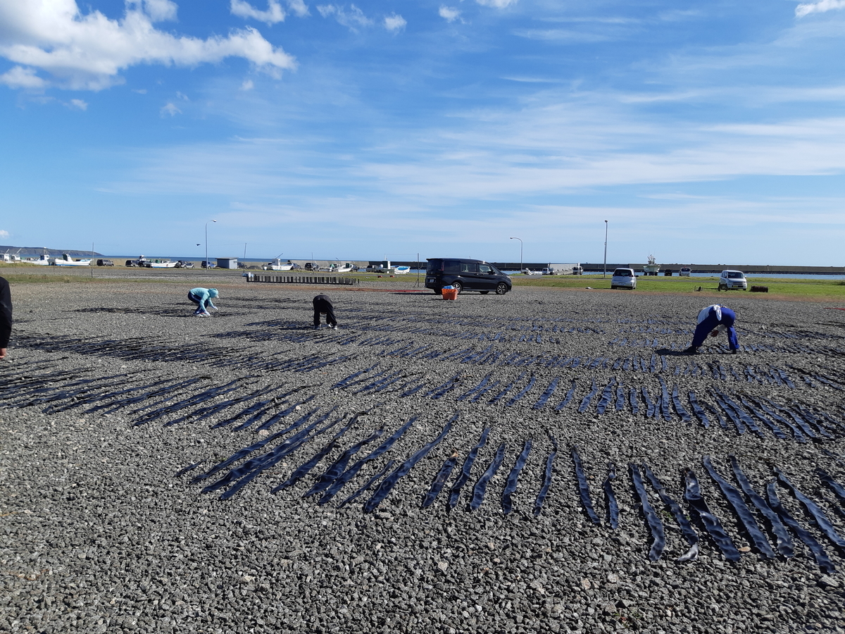 f:id:cladoalgae:20201008084512j:plain