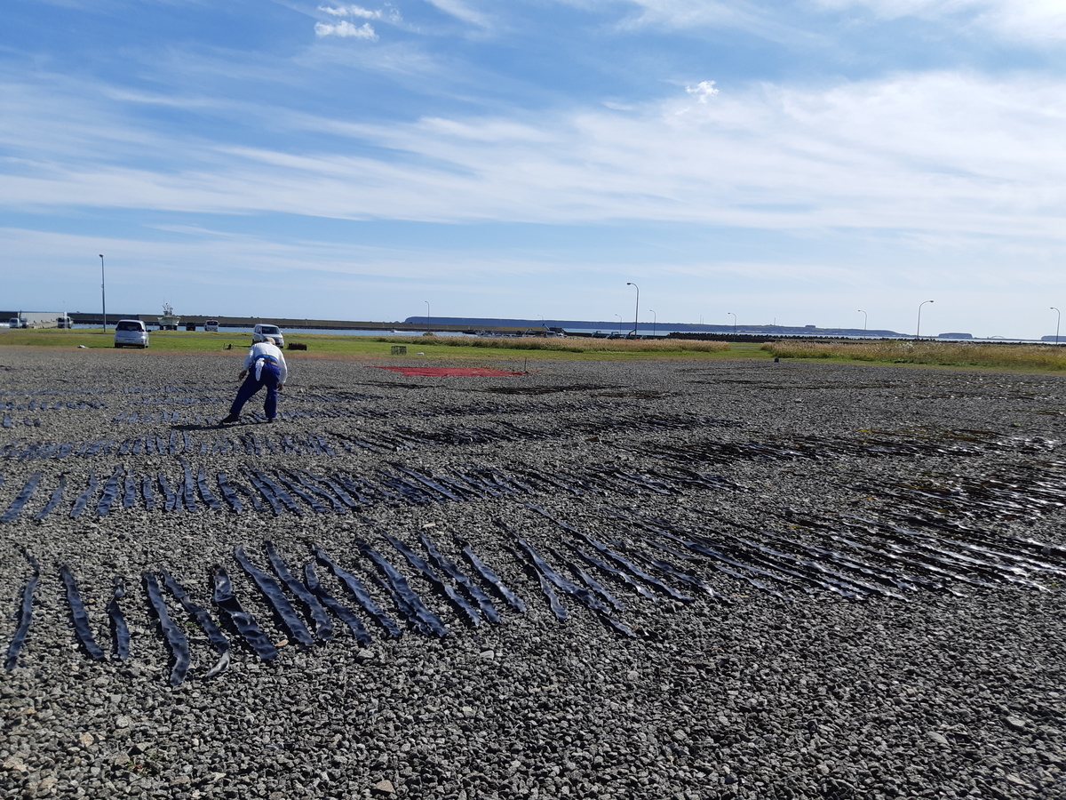 f:id:cladoalgae:20201008084604j:plain