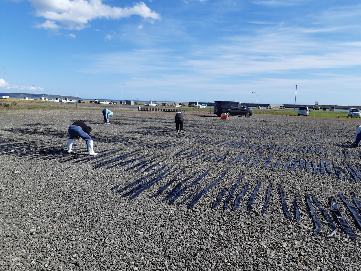 f:id:cladoalgae:20201008084753j:plain