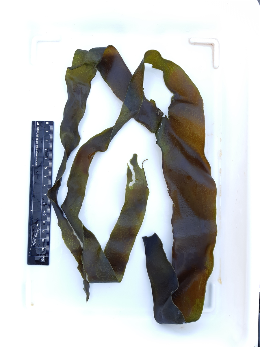 f:id:cladoalgae:20201008085630j:plain