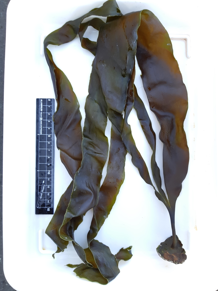 f:id:cladoalgae:20201008085714j:plain