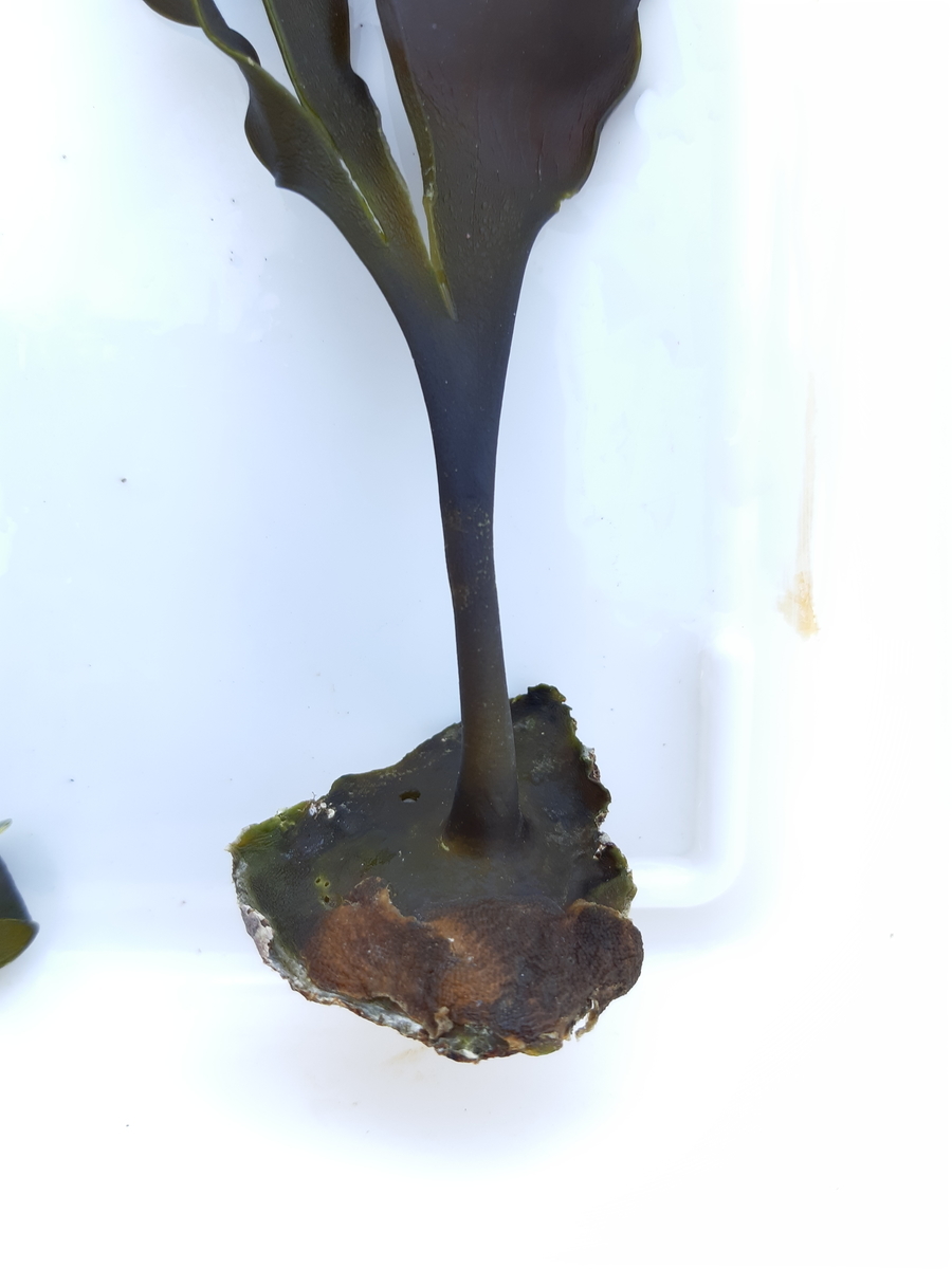 f:id:cladoalgae:20201008085755j:plain