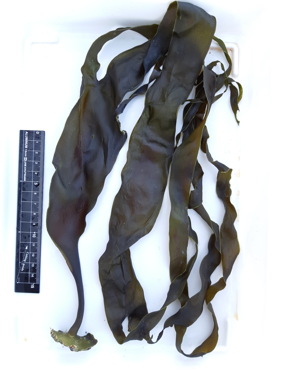 f:id:cladoalgae:20201008085835j:plain