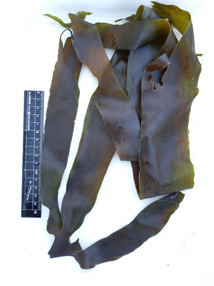 f:id:cladoalgae:20201008085937j:plain