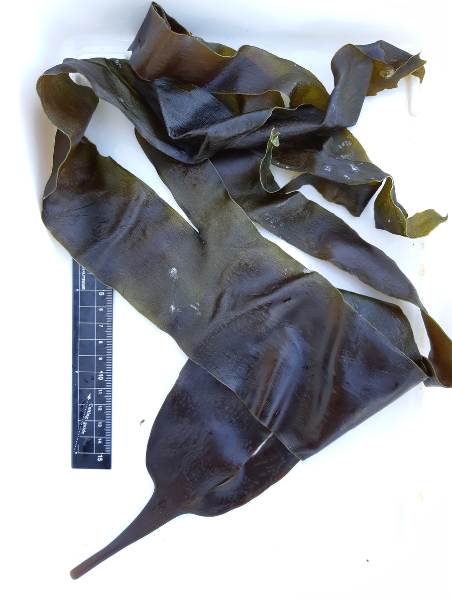 f:id:cladoalgae:20201008090029j:plain