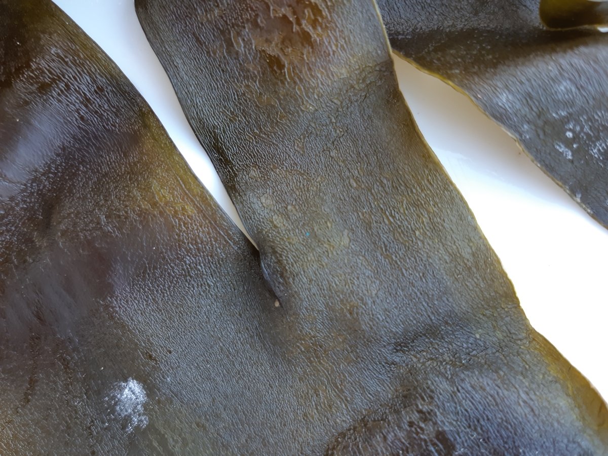 f:id:cladoalgae:20201008090115j:plain