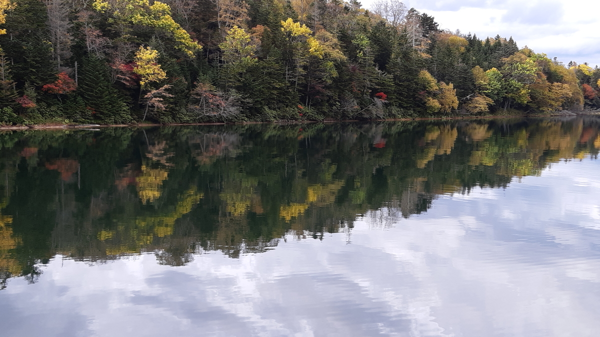 f:id:cladoalgae:20201009060329j:plain