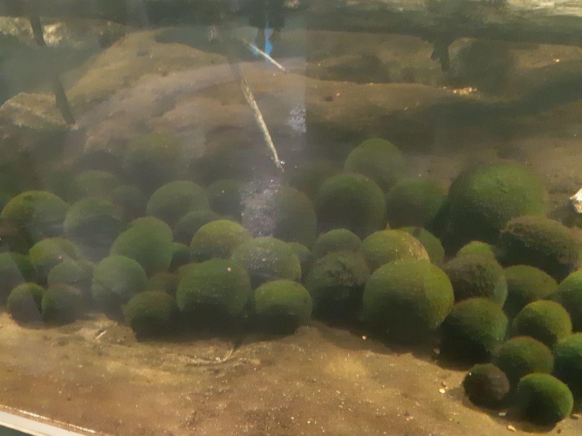 f:id:cladoalgae:20201009060851j:plain