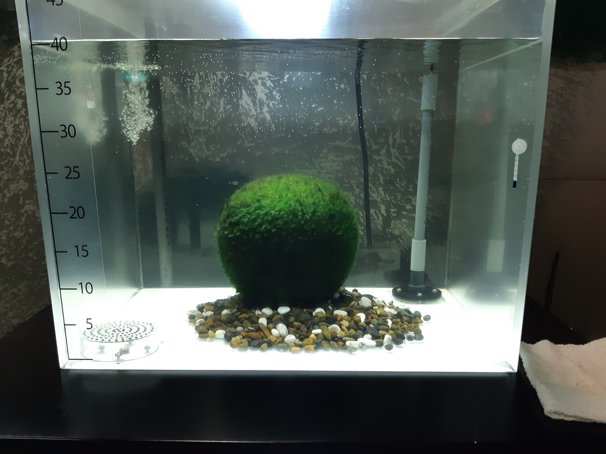 f:id:cladoalgae:20201009061002j:plain