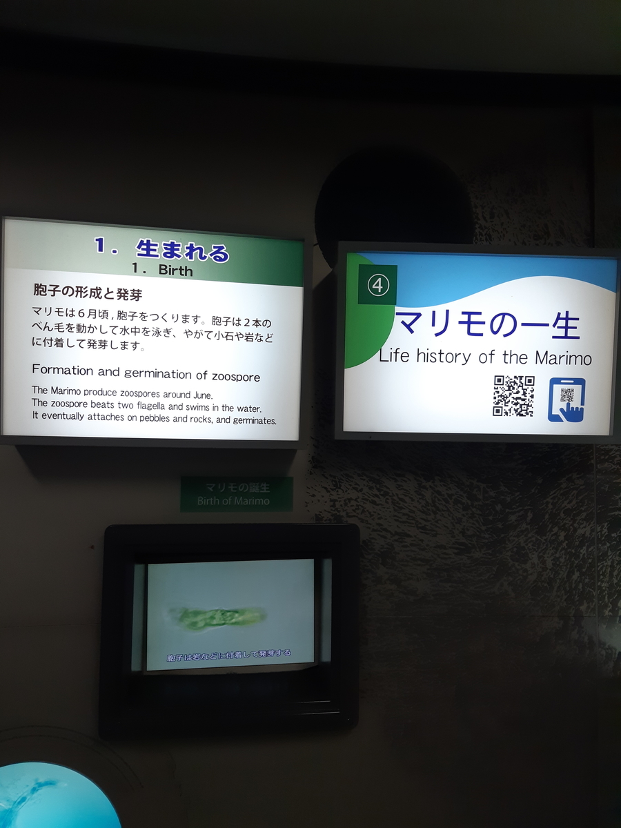 f:id:cladoalgae:20201009061053j:plain