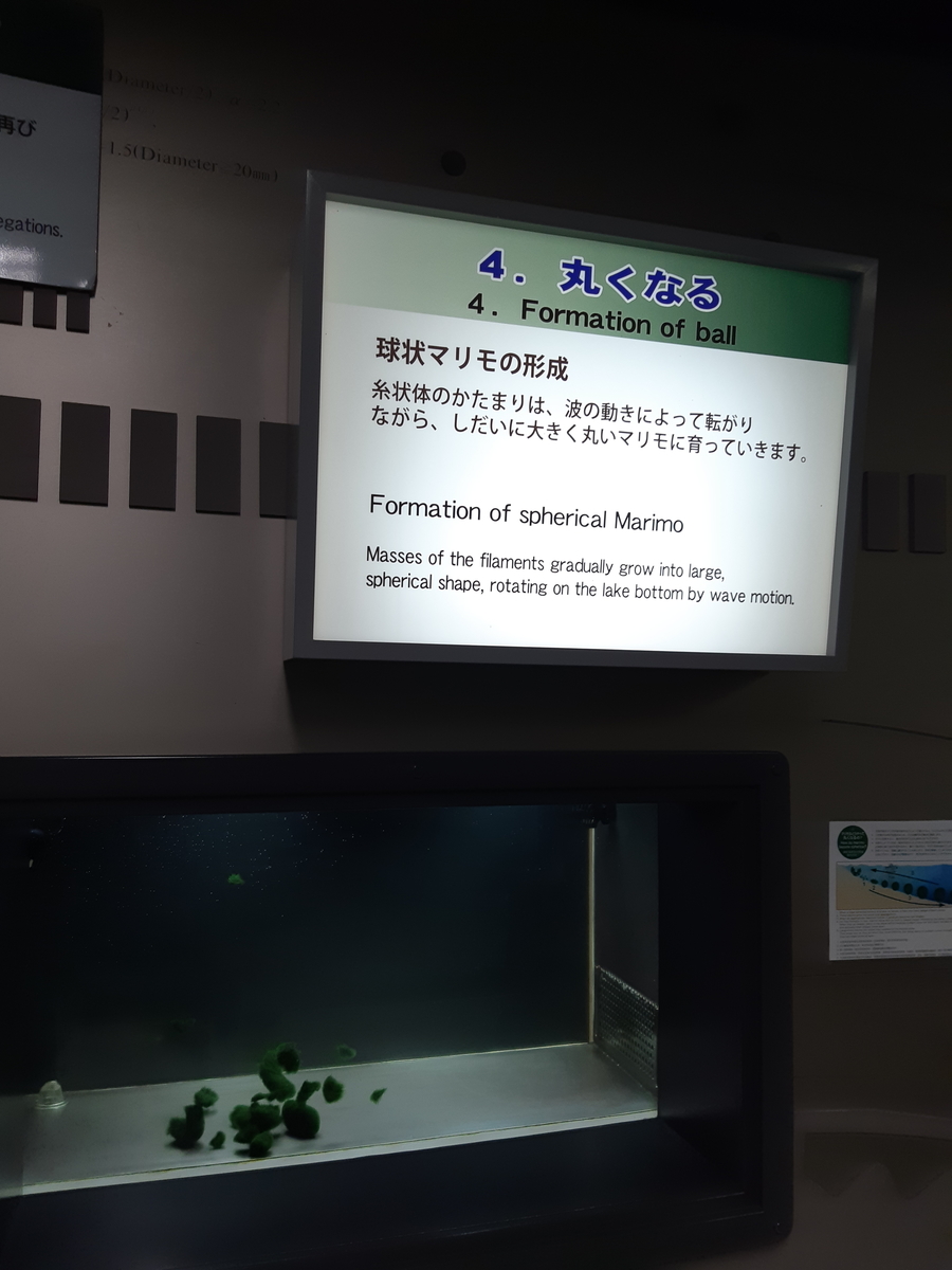 f:id:cladoalgae:20201009061238j:plain