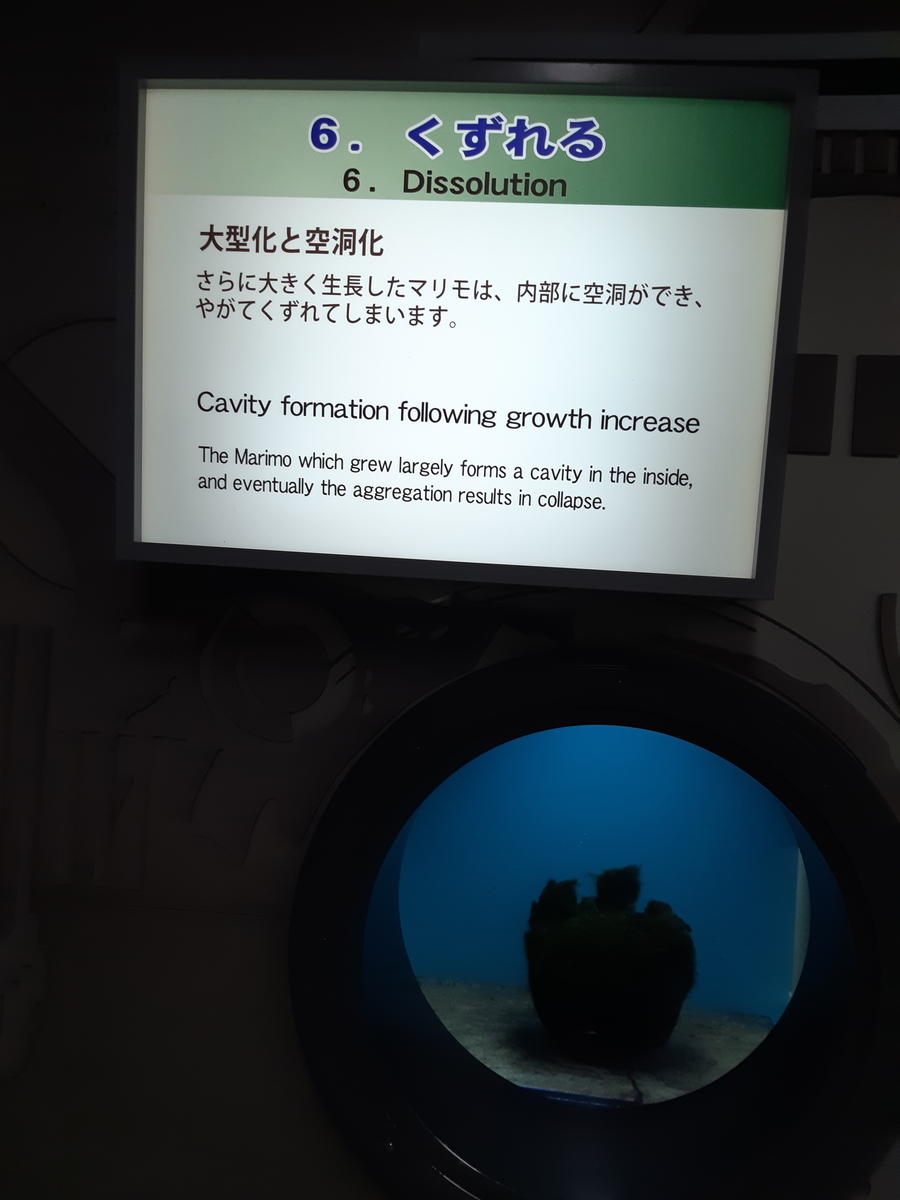 f:id:cladoalgae:20201009061327j:plain