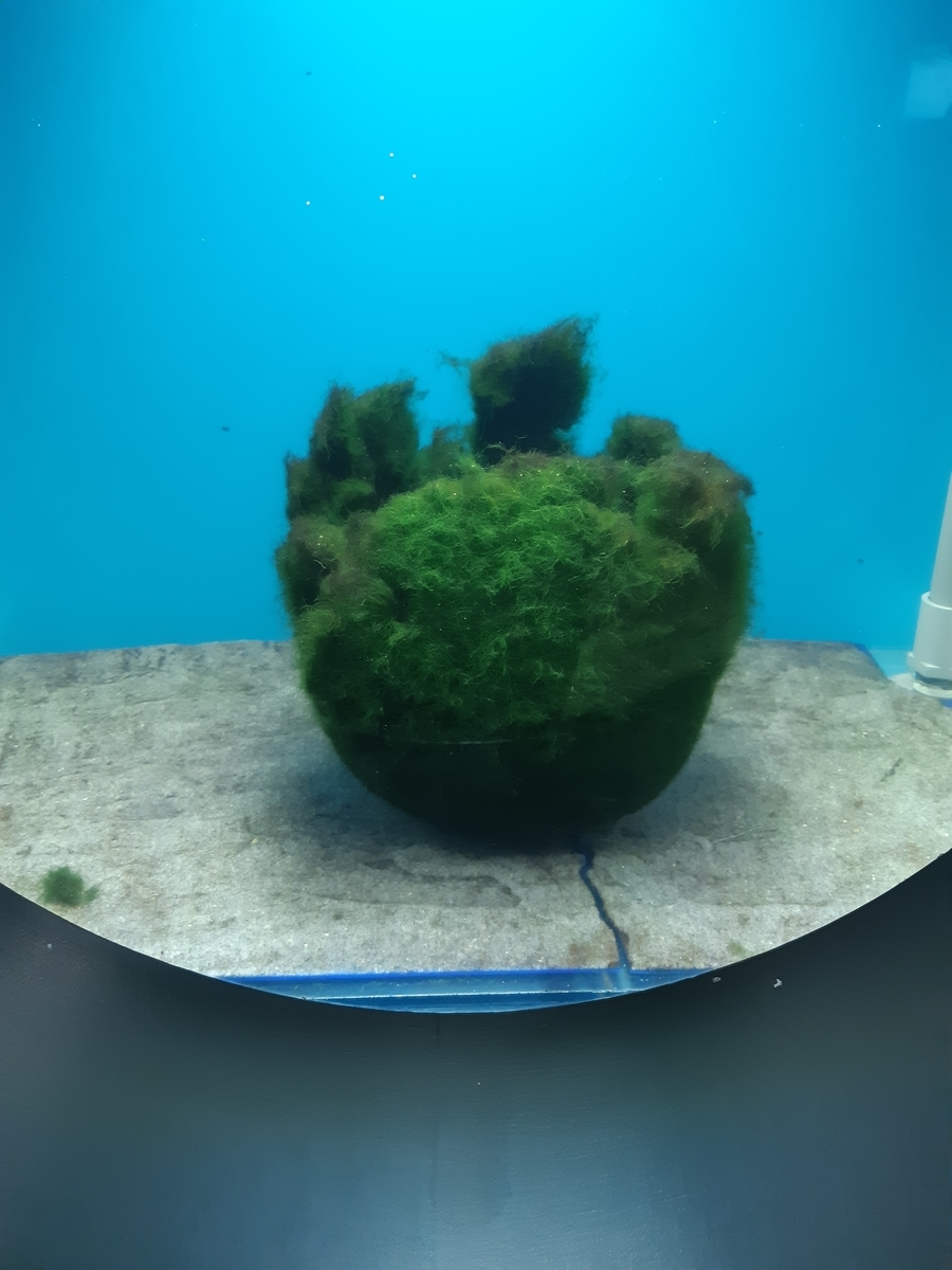 f:id:cladoalgae:20201009061400j:plain