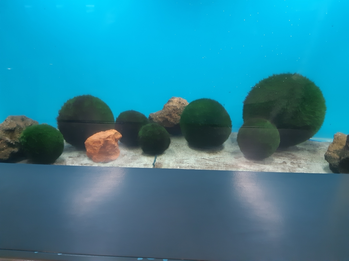 f:id:cladoalgae:20201009061530j:plain