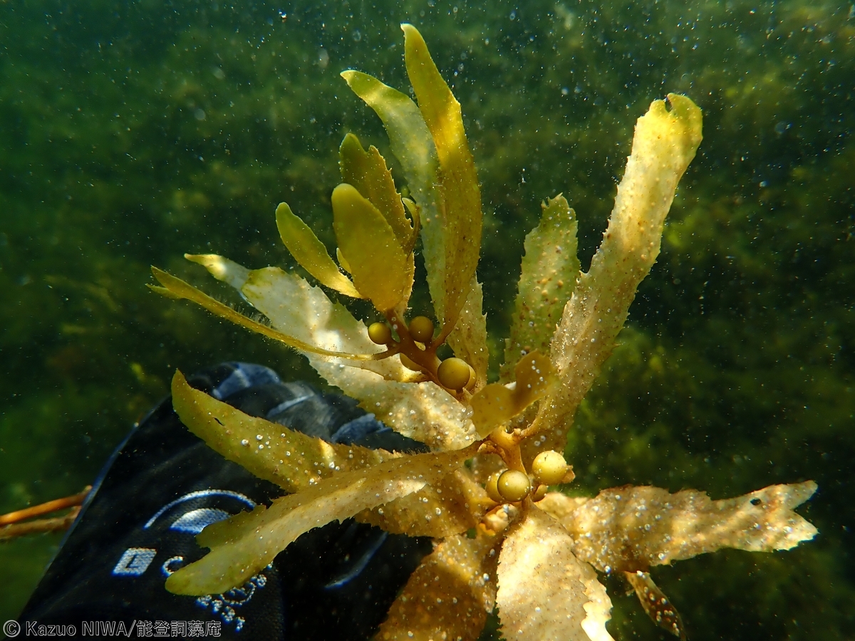 能登半島周辺の海藻